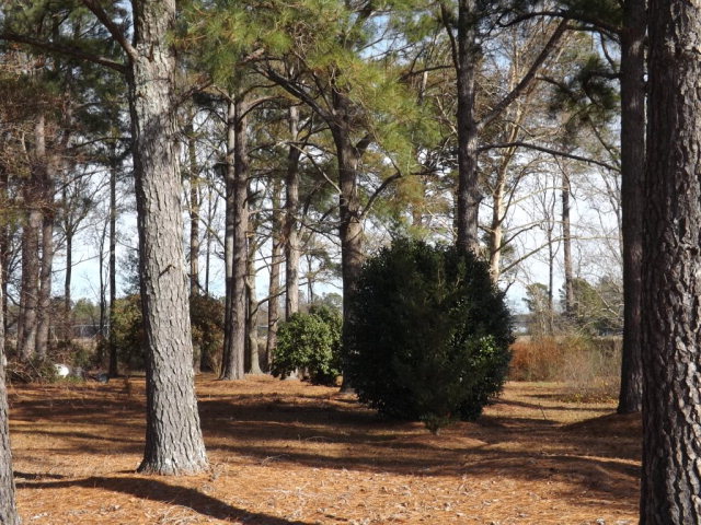 8561 X Way Road Gibson, NC 28343 - Photo 23 of 26 Additional Photo