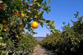 0 Old Stokes/stokes Roden Road Frostproof, FL 33843 - Photo 9 of 11 The Citrus Industry in Frostproof