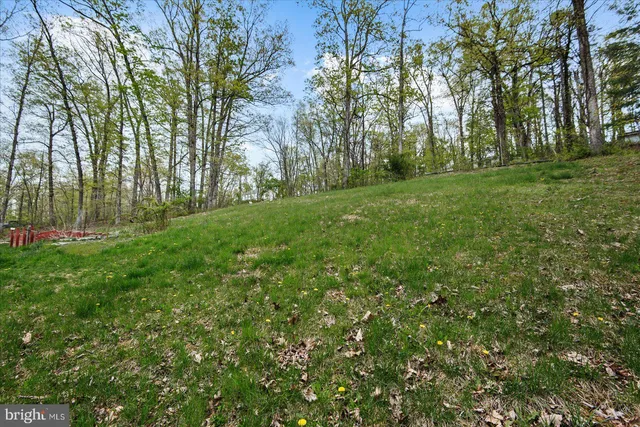 a view of a park with large trees