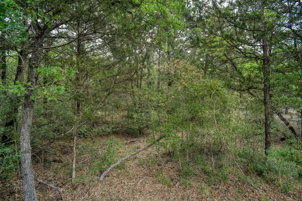 a view of a forest