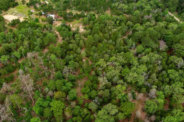 a view of a lush green forest with a tree