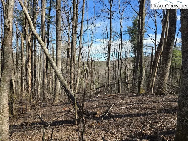 a view of a yard with trees