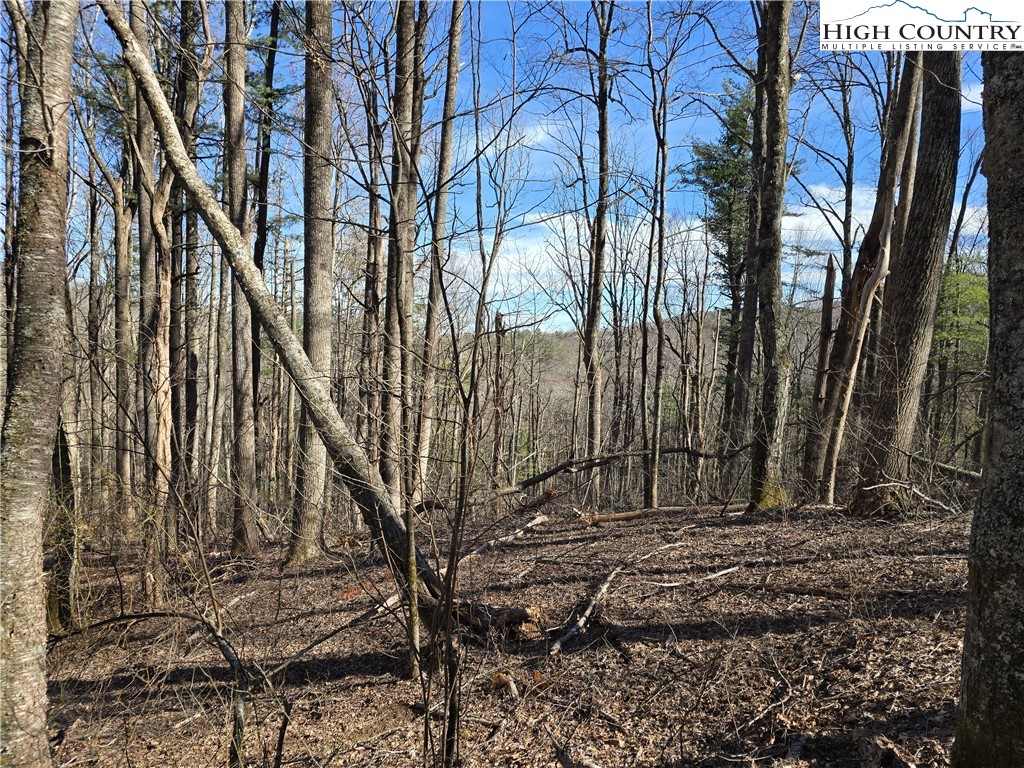 a view of a yard with trees