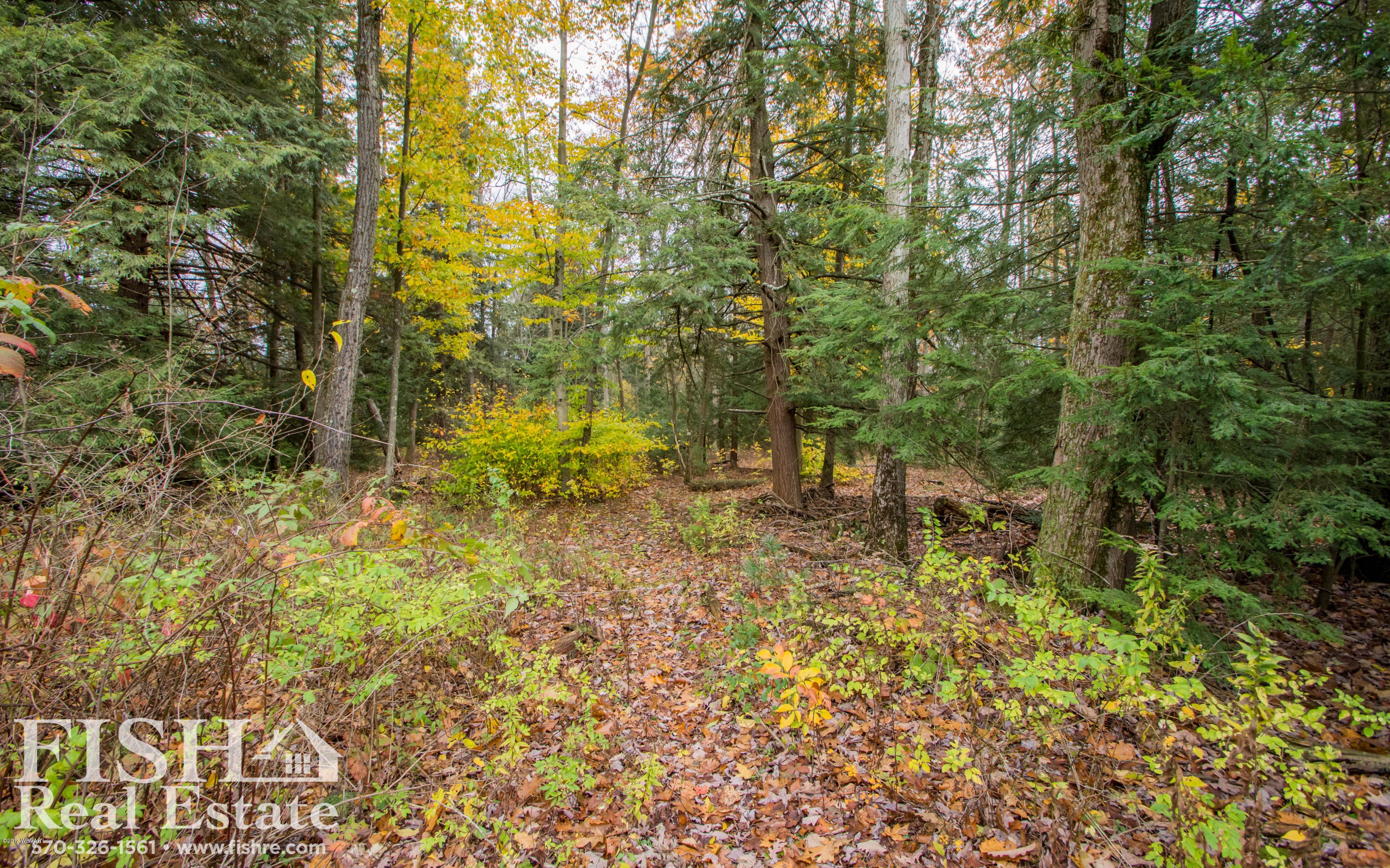 0 Hughes Road Waterville, PA 17776 - Photo 2 of 4 Woods - View 1