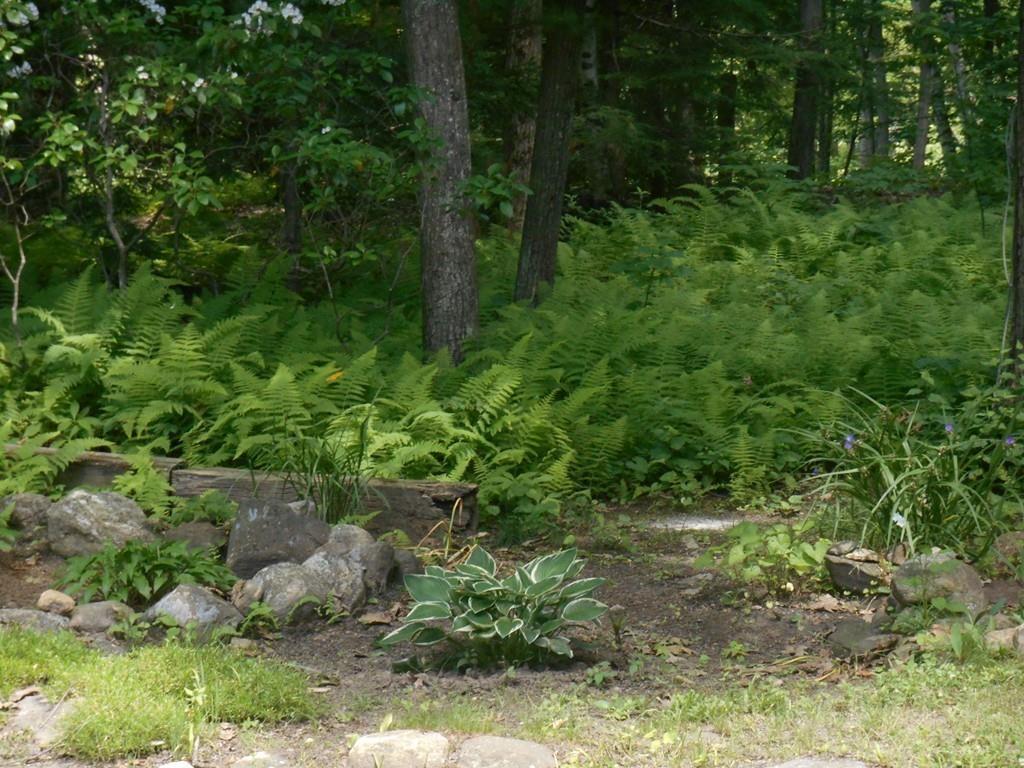 12 Birch Bluff Road Montgomery, MA 01085 - Photo 32 of 37 a view of a lush green forest