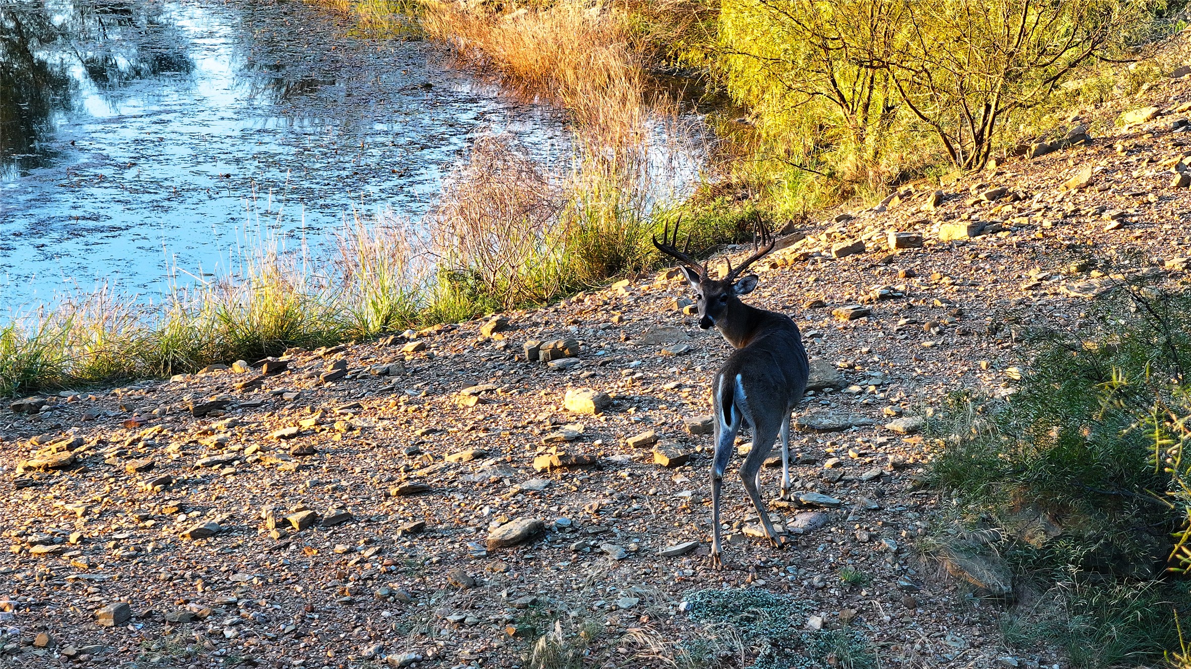 392 County Road 230 San Saba, TX 76877 - Photo 12 of 40 a view of a yard with a tree