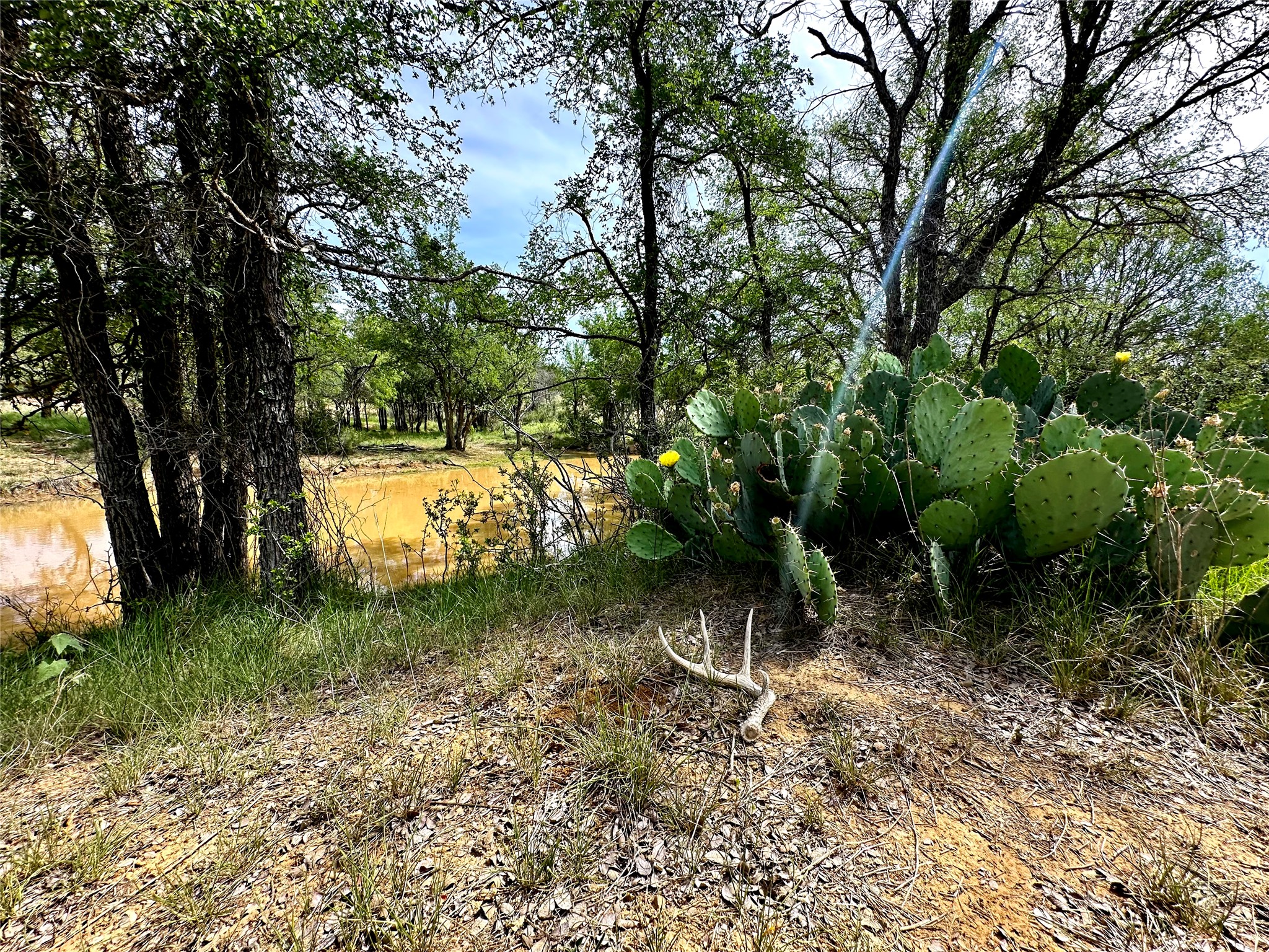 392 County Road 230 San Saba, TX 76877 - Photo 17 of 40 a view of a yard with a tree