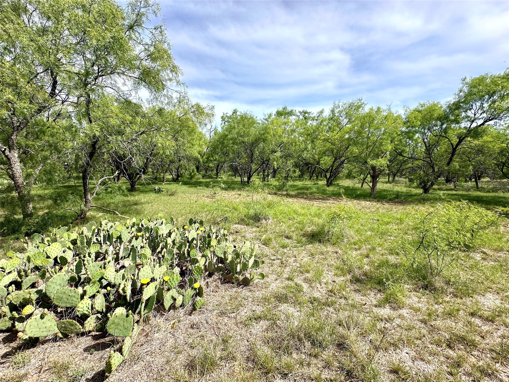 392 County Road 230 San Saba, TX 76877 - Photo 18 of 40 a view of a field with a tree