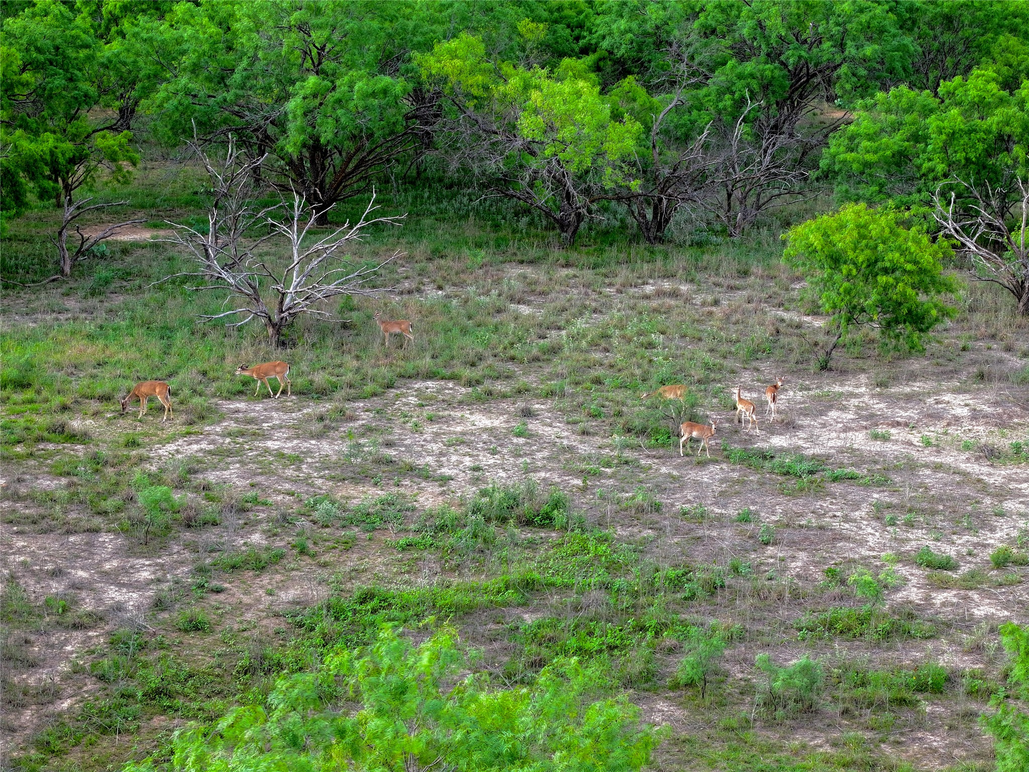 392 County Road 230 San Saba, TX 76877 - Photo 19 of 40 a view of backyard with green space