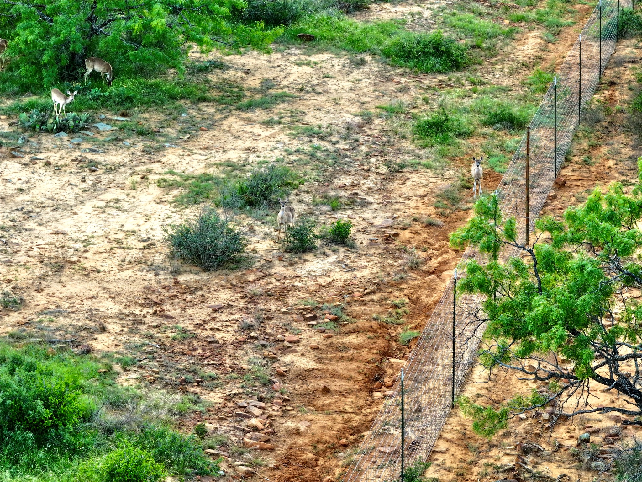 392 County Road 230 San Saba, TX 76877 - Photo 20 of 40 a view of a yard with plants and large trees