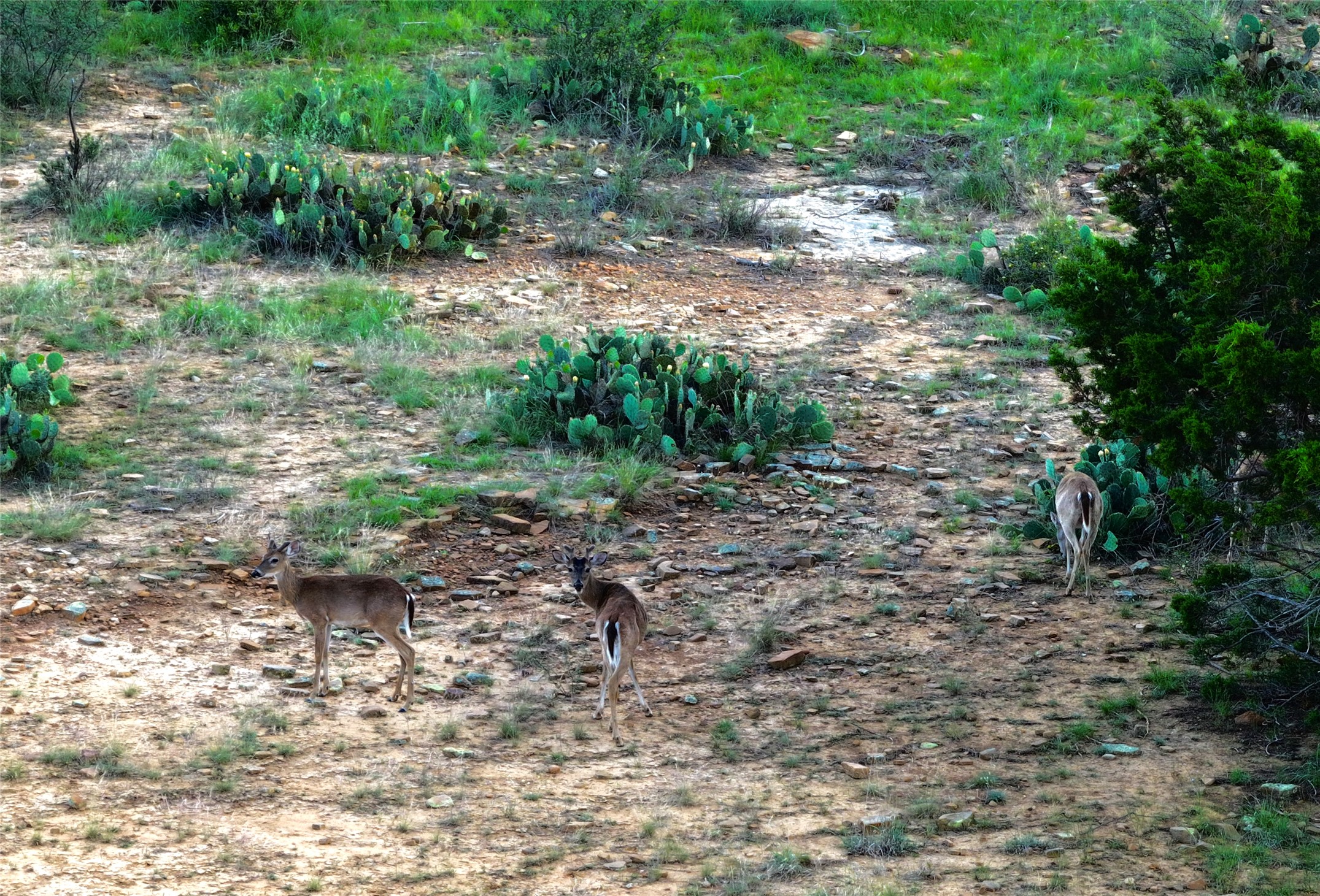392 County Road 230 San Saba, TX 76877 - Photo 21 of 40 a backyard of a house with lots of green space