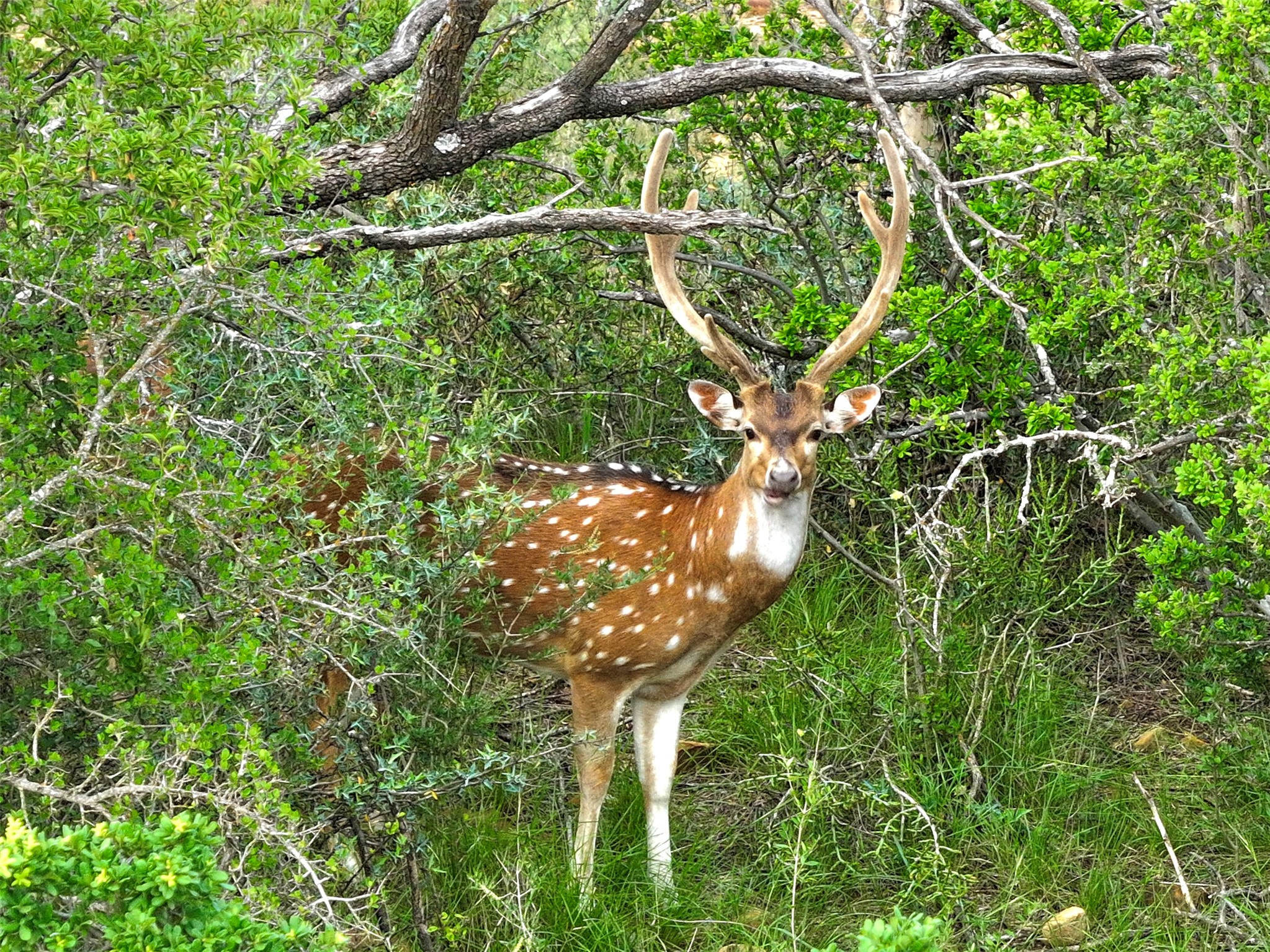 392 County Road 230 San Saba, TX 76877 - Photo 23 of 40 a tree with lots of trees
