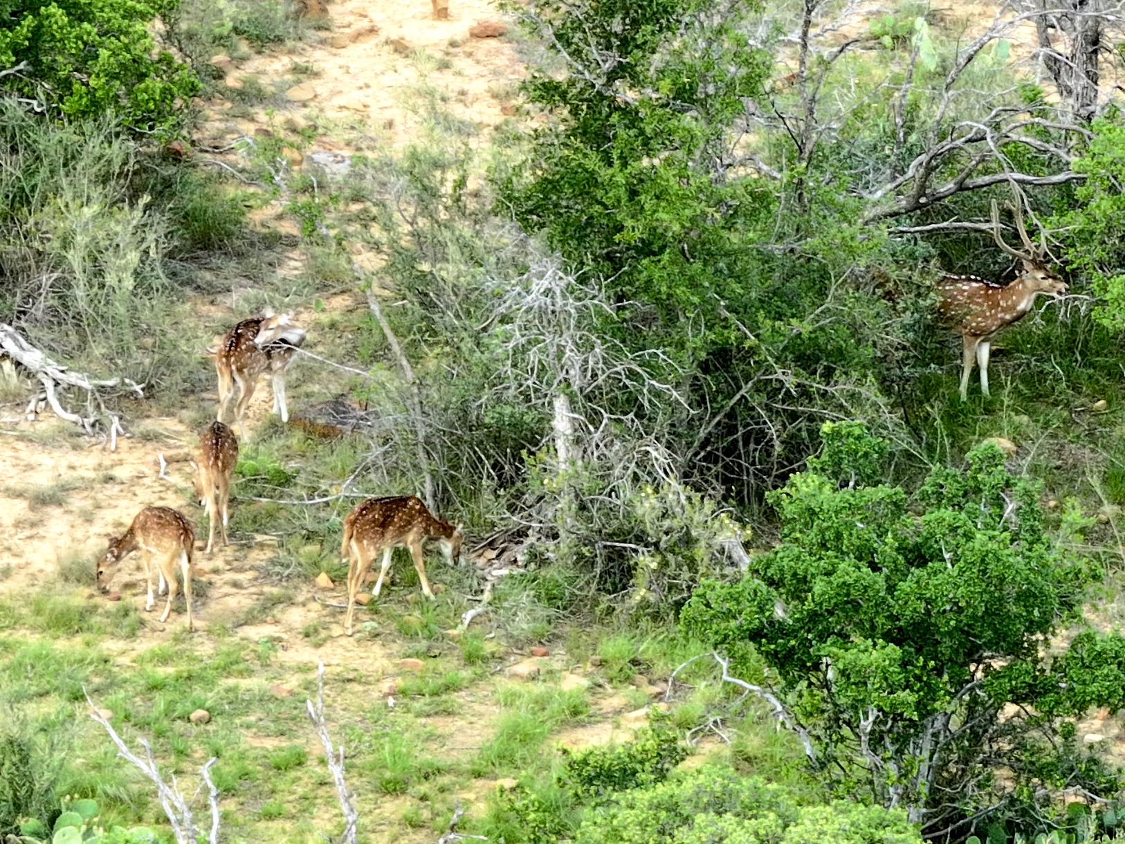 392 County Road 230 San Saba, TX 76877 - Photo 24 of 40 a view of yard with green space