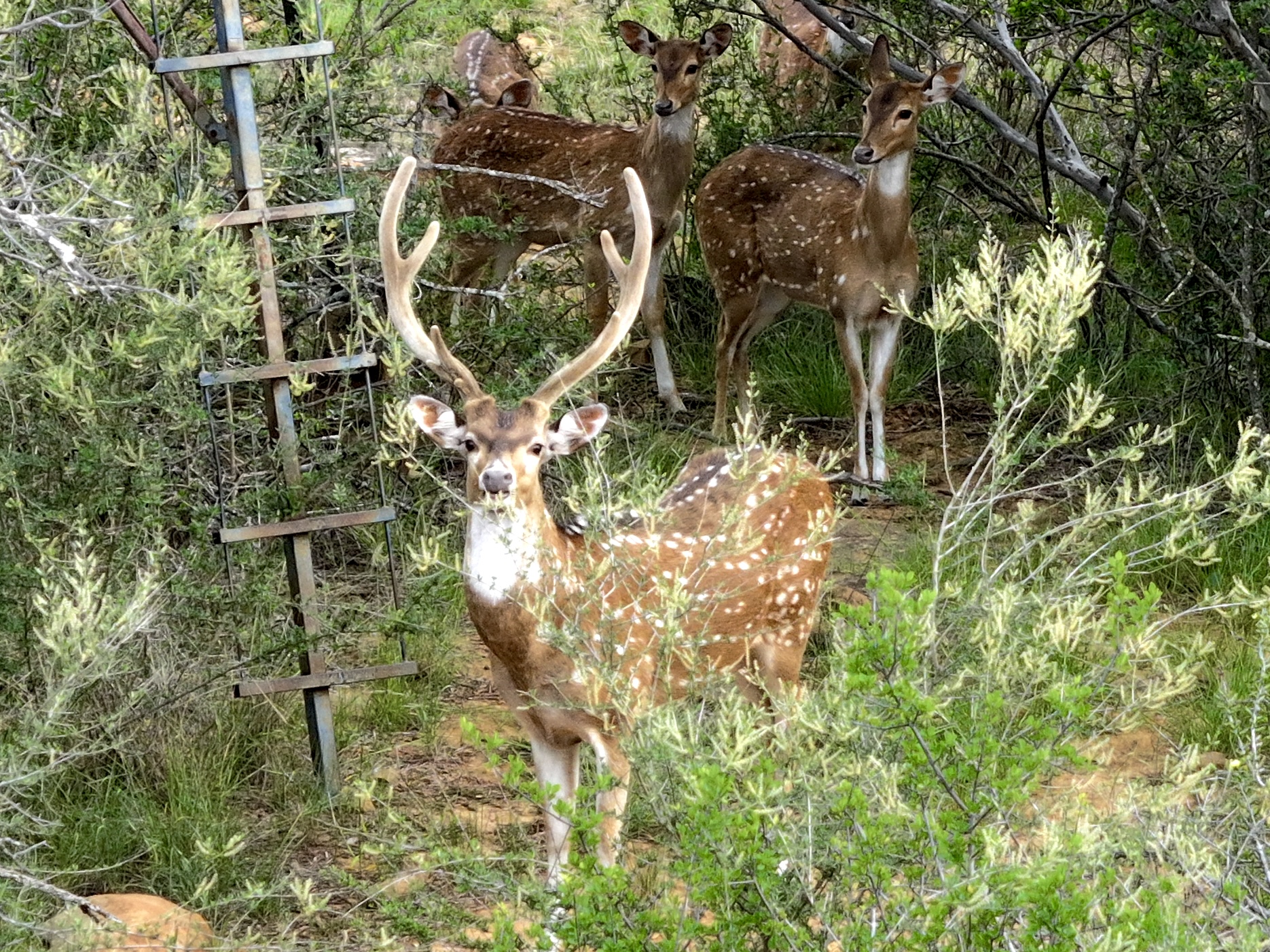 392 County Road 230 San Saba, TX 76877 - Photo 3 of 40 a backyard of a house with lots of green space