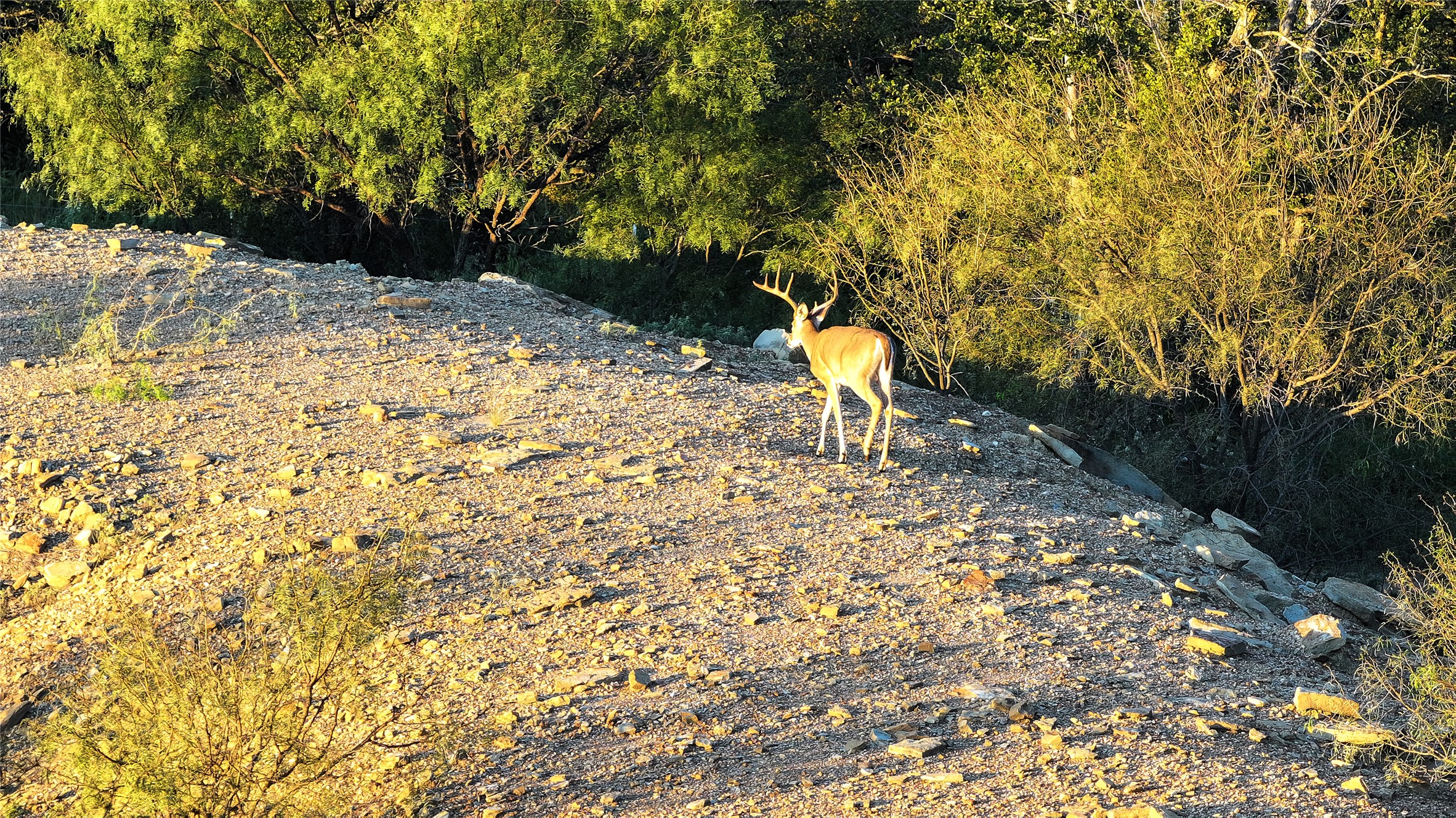 392 County Road 230 San Saba, TX 76877 - Photo 4 of 40 a view of a yard with a trees
