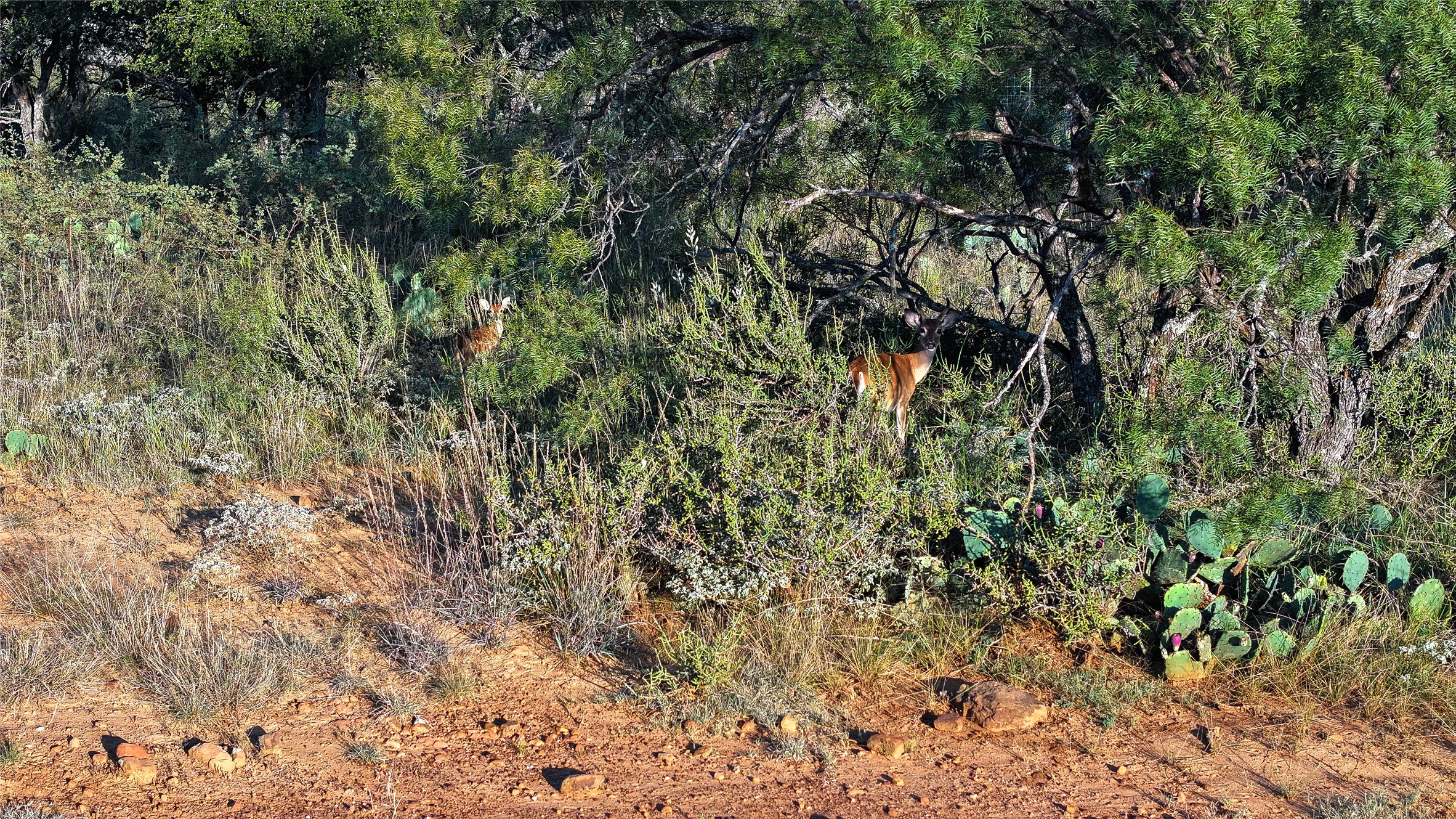 392 County Road 230 San Saba, TX 76877 - Photo 7 of 40 a view of a tree