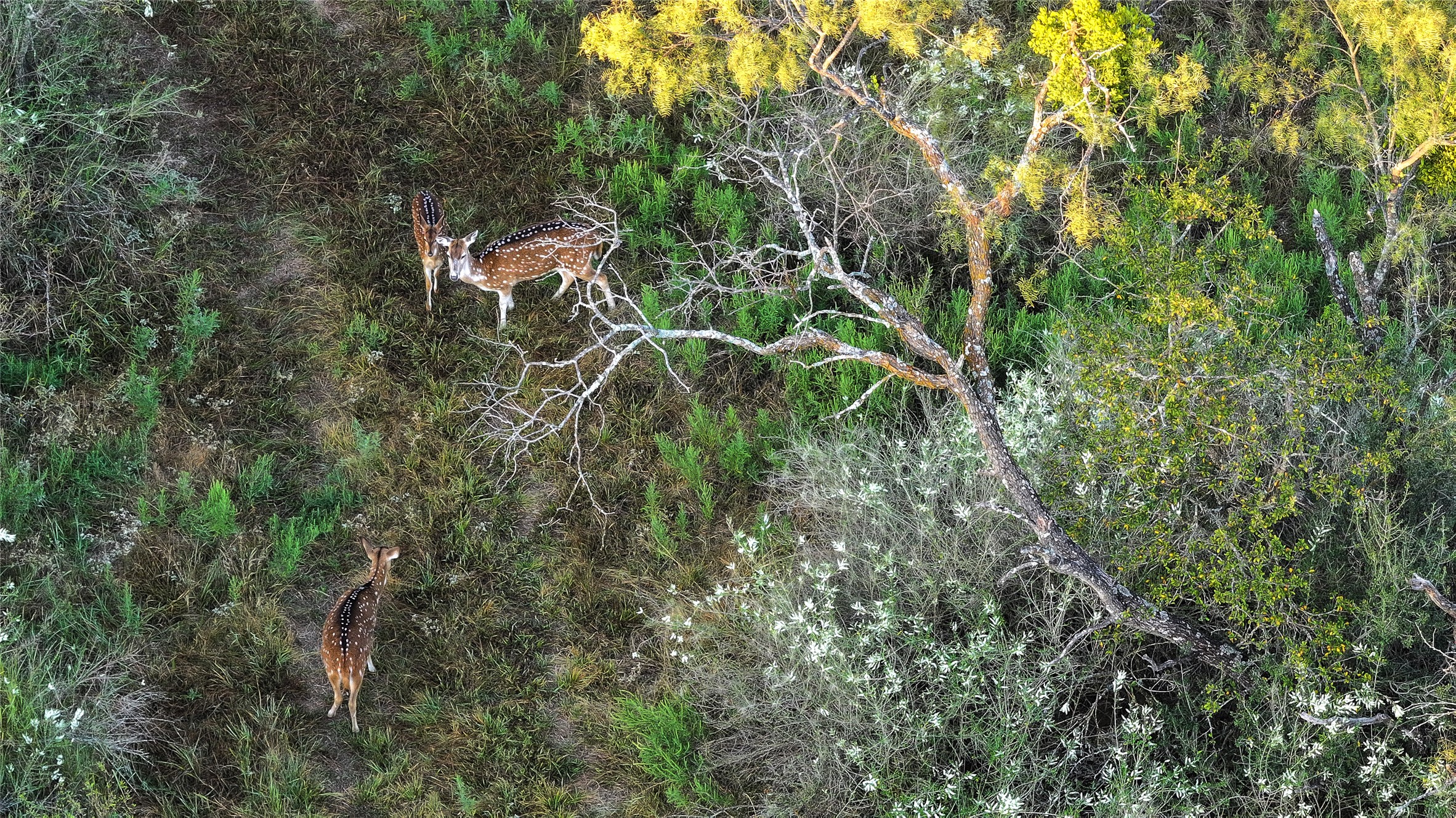 392 County Road 230 San Saba, TX 76877 - Photo 10 of 40 a backyard of a house with lots of trees