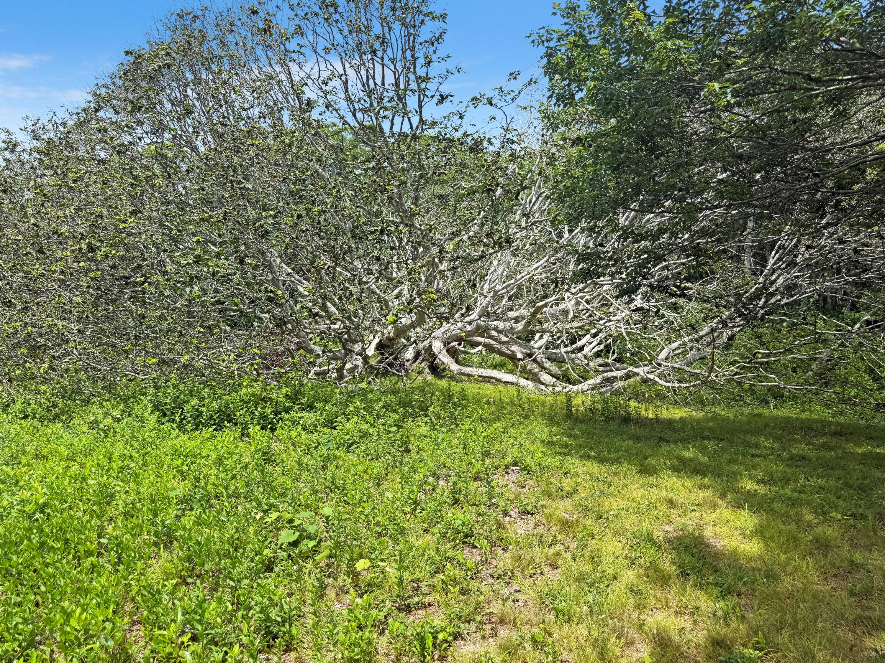 0 Old Field Road Aquinnah, MA 02535 - Photo 8 of 13 beetlebung