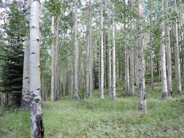 5838 Sheldon Road San Luis, CO 81152 - Photo 18 of 19 Gallery Image 18