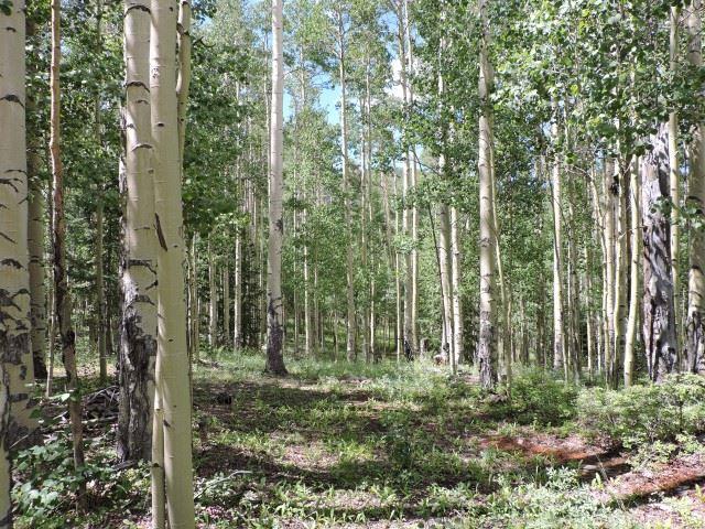 5838 Sheldon Road San Luis, CO 81152 - Photo 10 of 19 Gallery Image 10