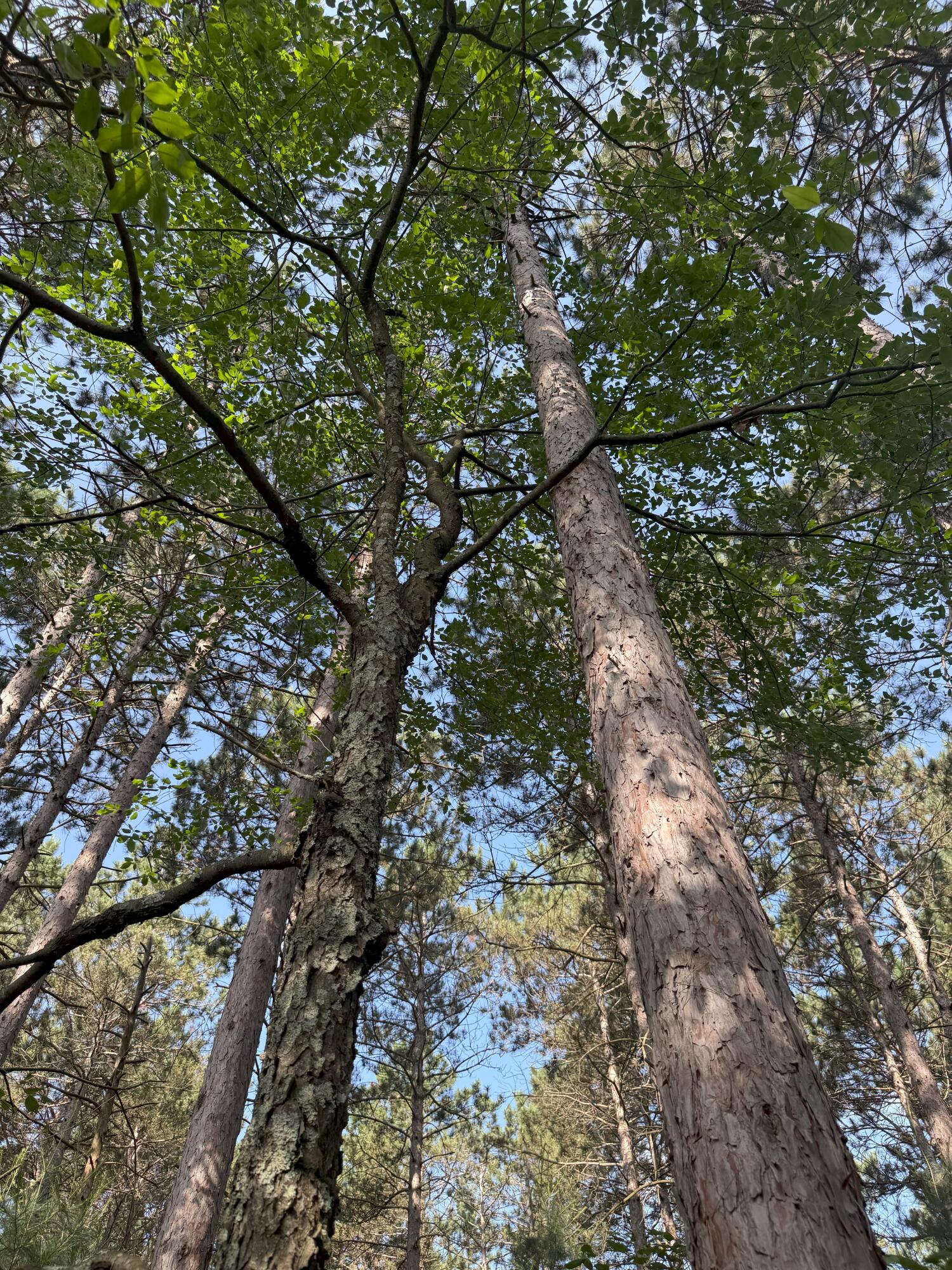 353 Twin Lakes Drive Rome, WI 54457 - Photo 12 of 39 IMG_1883