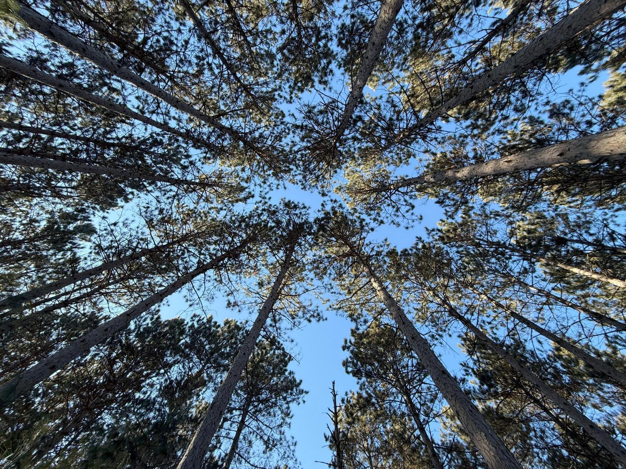 353 Twin Lakes Drive Rome, WI 54457 - Photo 2 of 39 Mature Pines Galore
