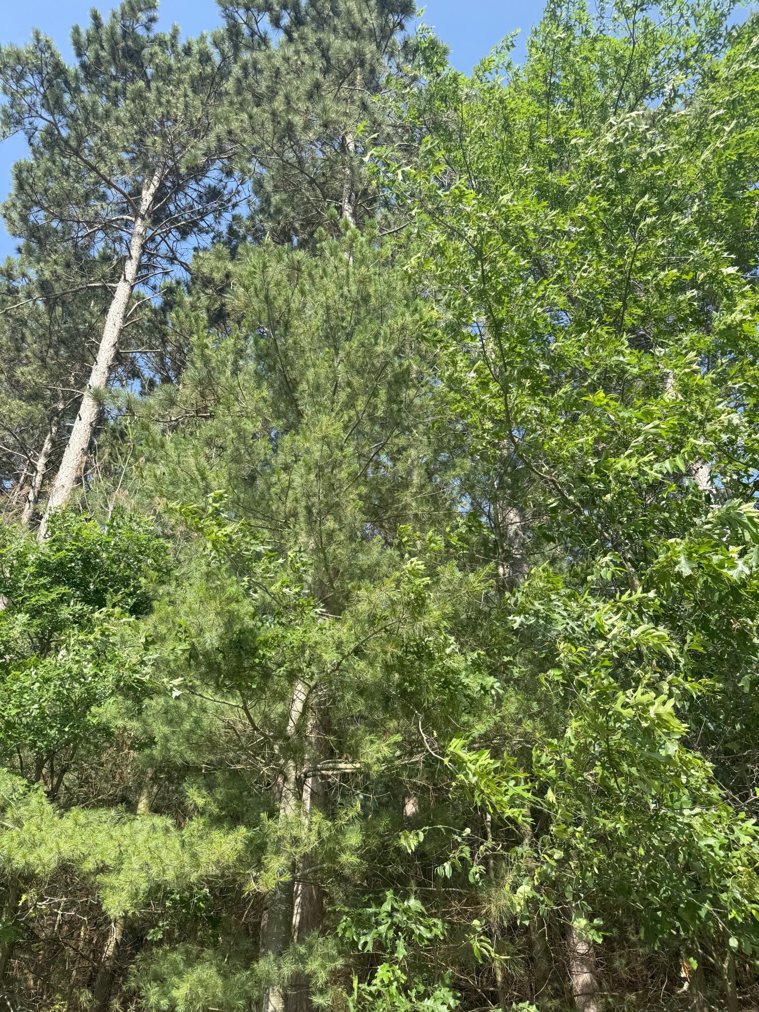 353 Twin Lakes Drive Rome, WI 54457 - Photo 10 of 39 IMG_1882