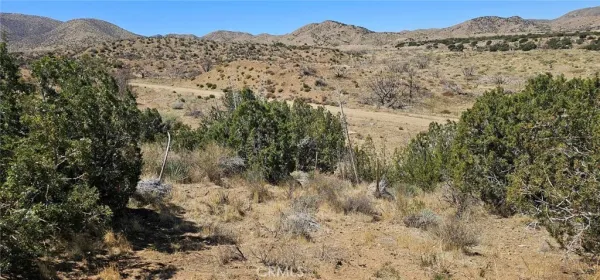 a view of a forest with a mountain in the background
