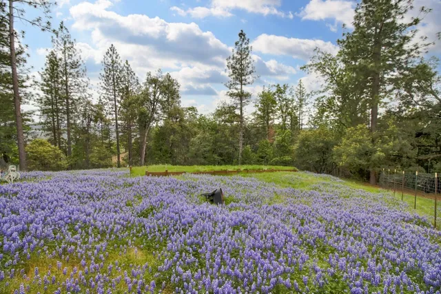 a view of a white house next to a yard with big trees