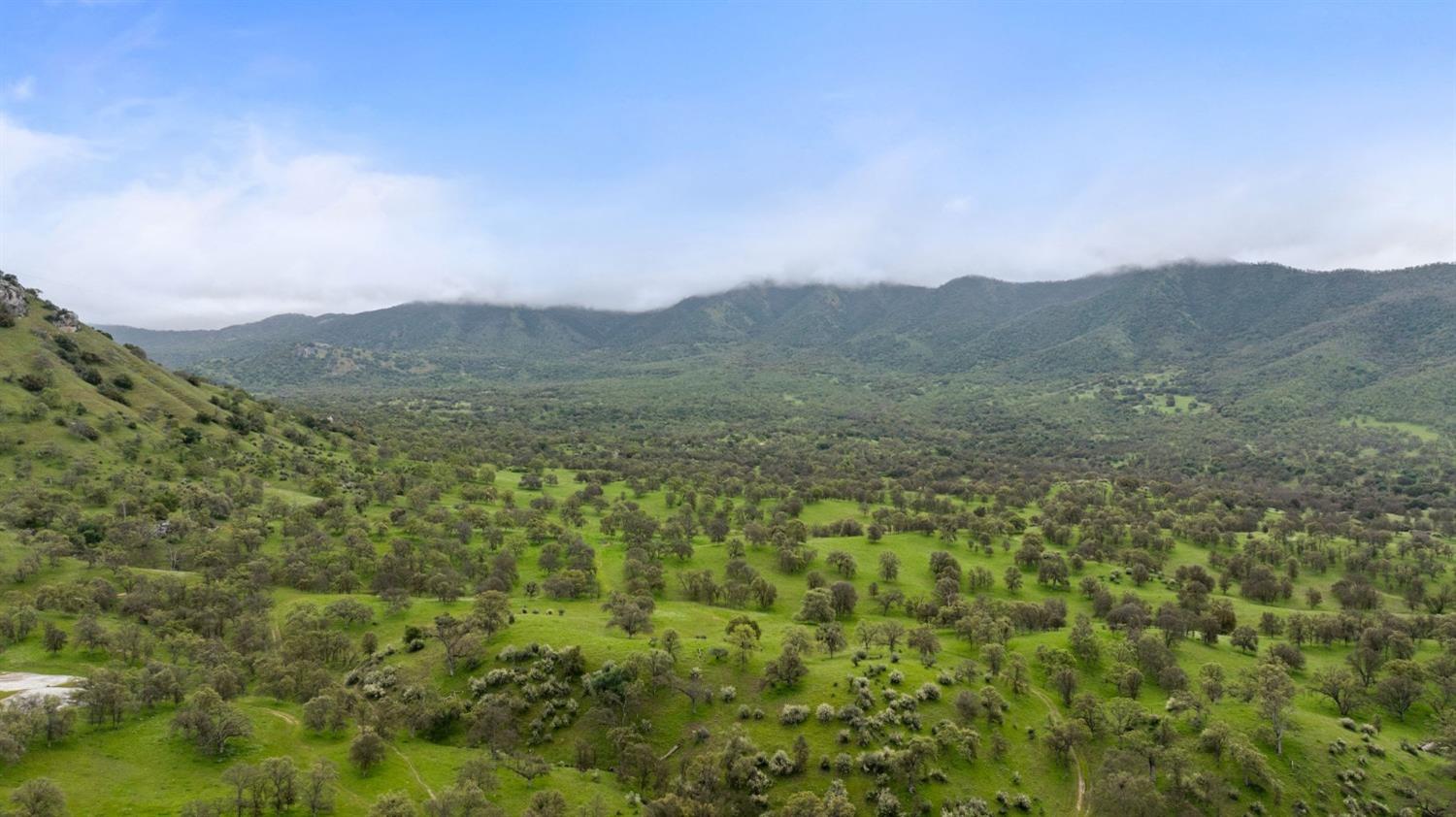 53660 Drive 152 Orosi, CA 93647 - Photo 6 of 48 a view of a lush green forest with trees in the background