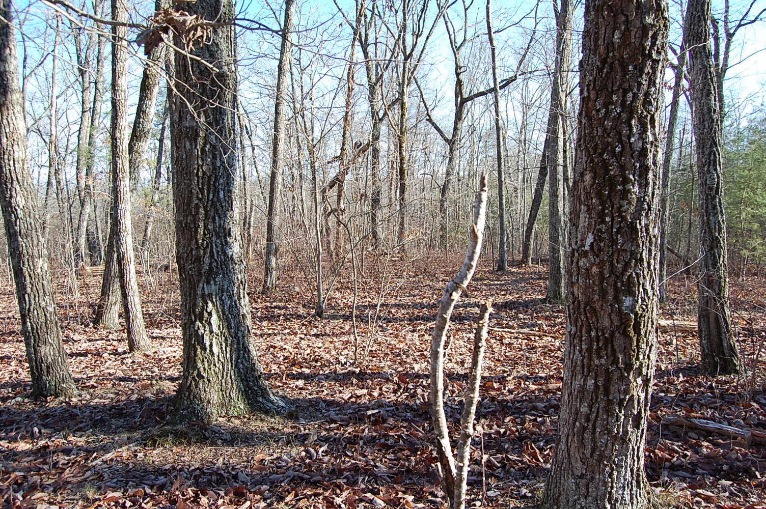 5 Davis Cemetery Road Dunlap, TN 37327 - Photo 20 of 22 Gallery Image 20