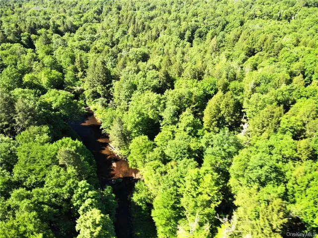 a view of a big yard with plants and large trees