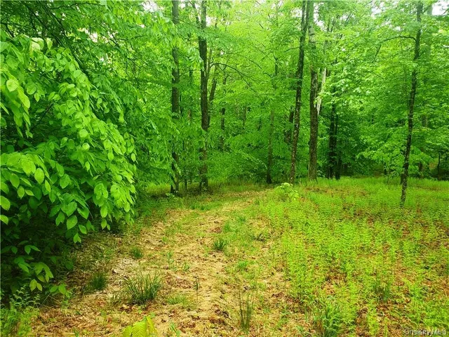 a view of a lush green forest
