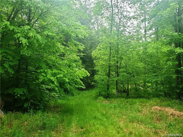 a view of a lush green space