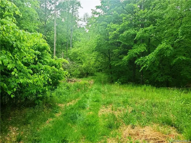 a view of a big yard with a tree