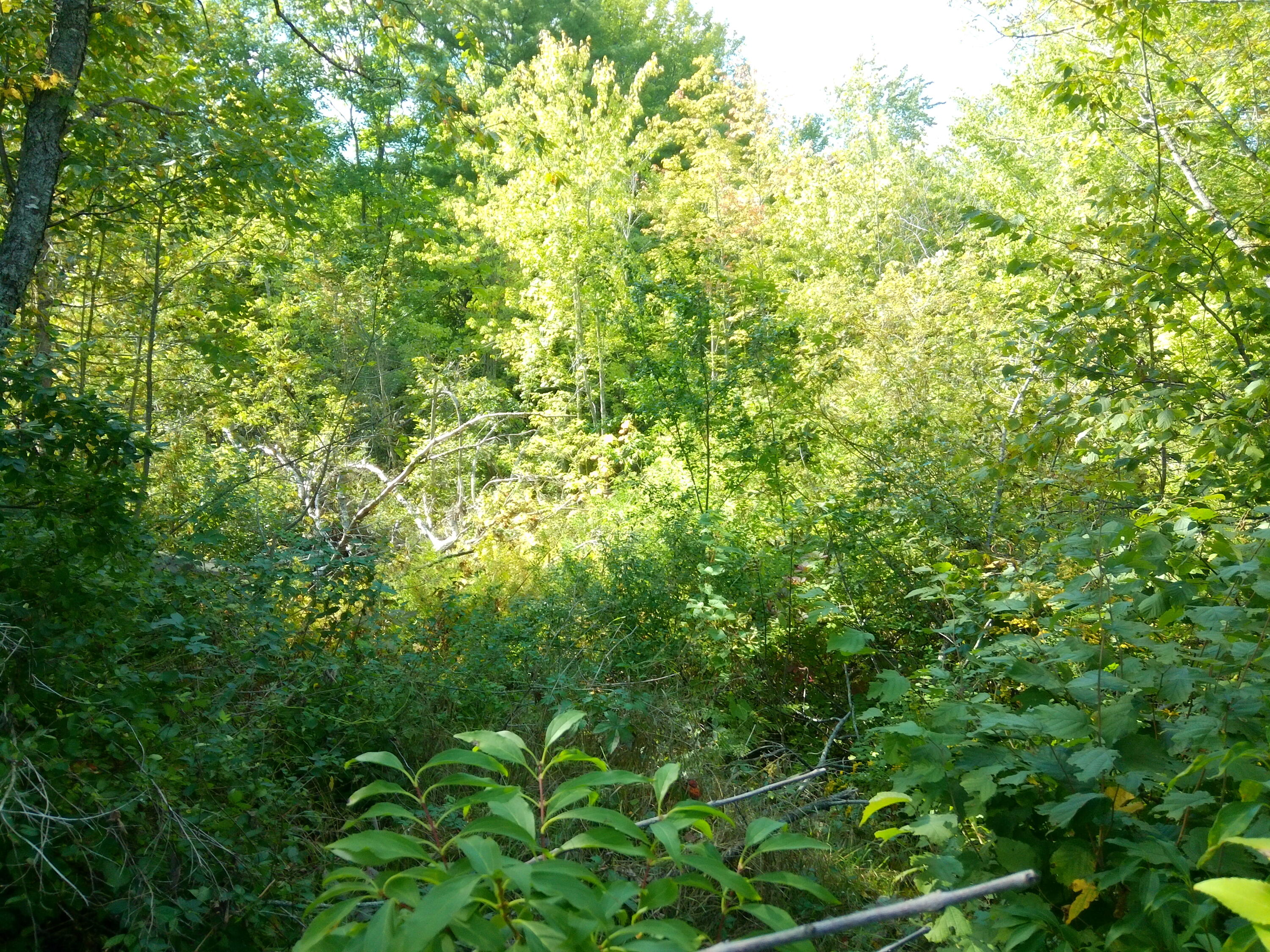 441 South Reynolds Road Winslow, ME 04901 - Photo 6 of 25 DSCF0050