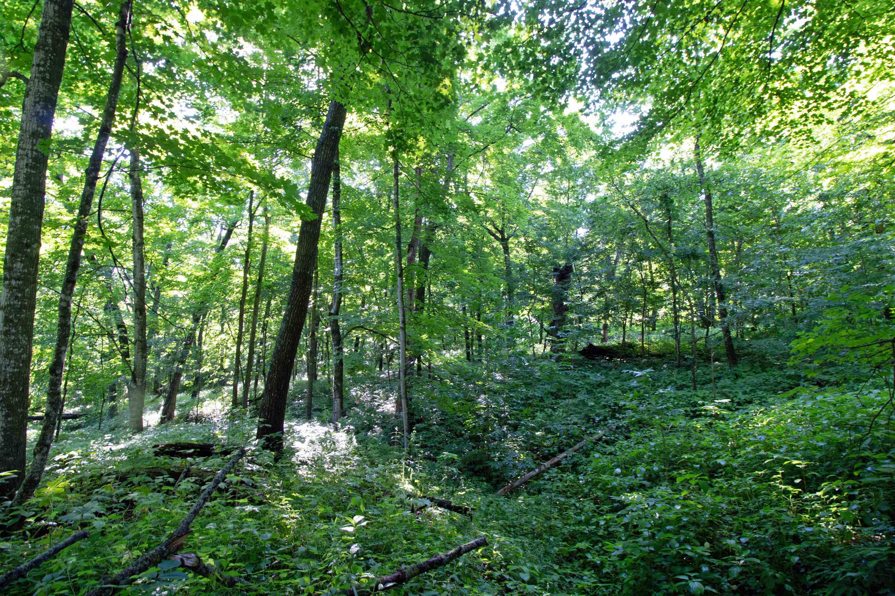 76-acres Skyline Road Blue River, WI 53518 - Photo 19 of 46