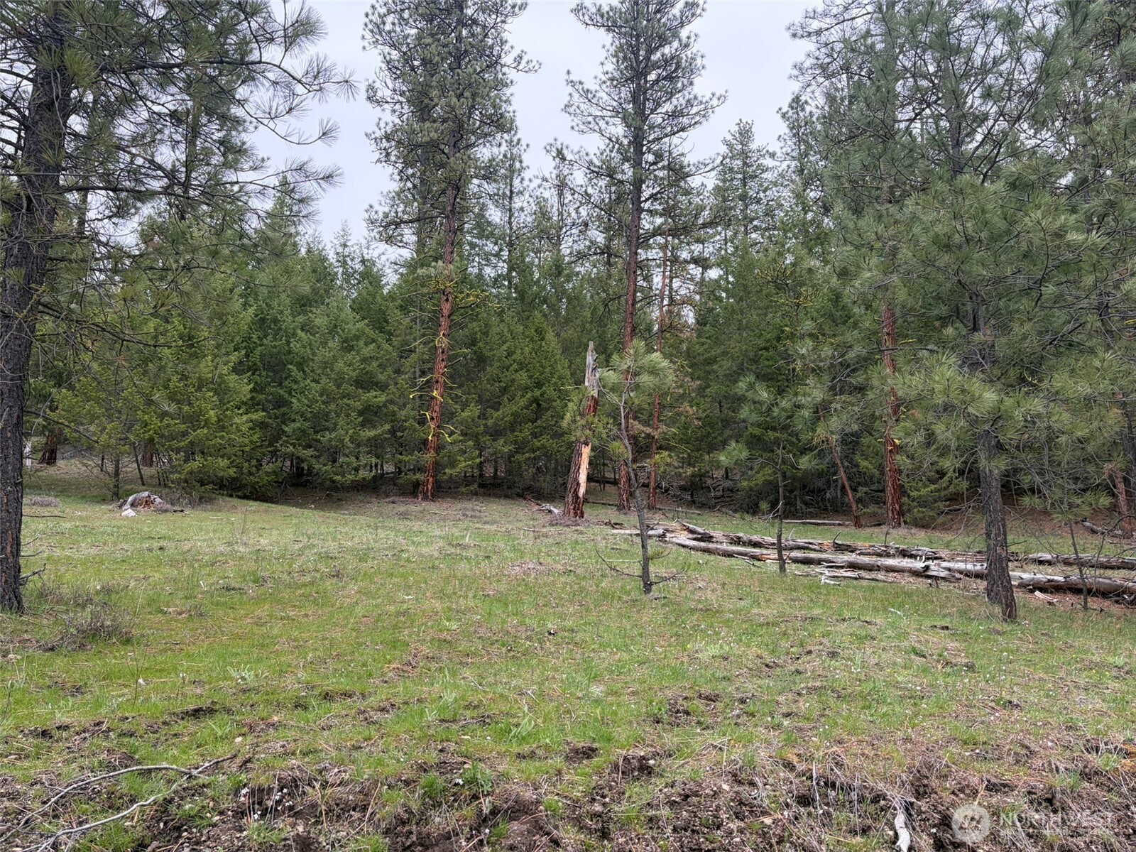 111-tbd Fish Hatchery Road Republic, WA 99166 - Photo 6 of 15