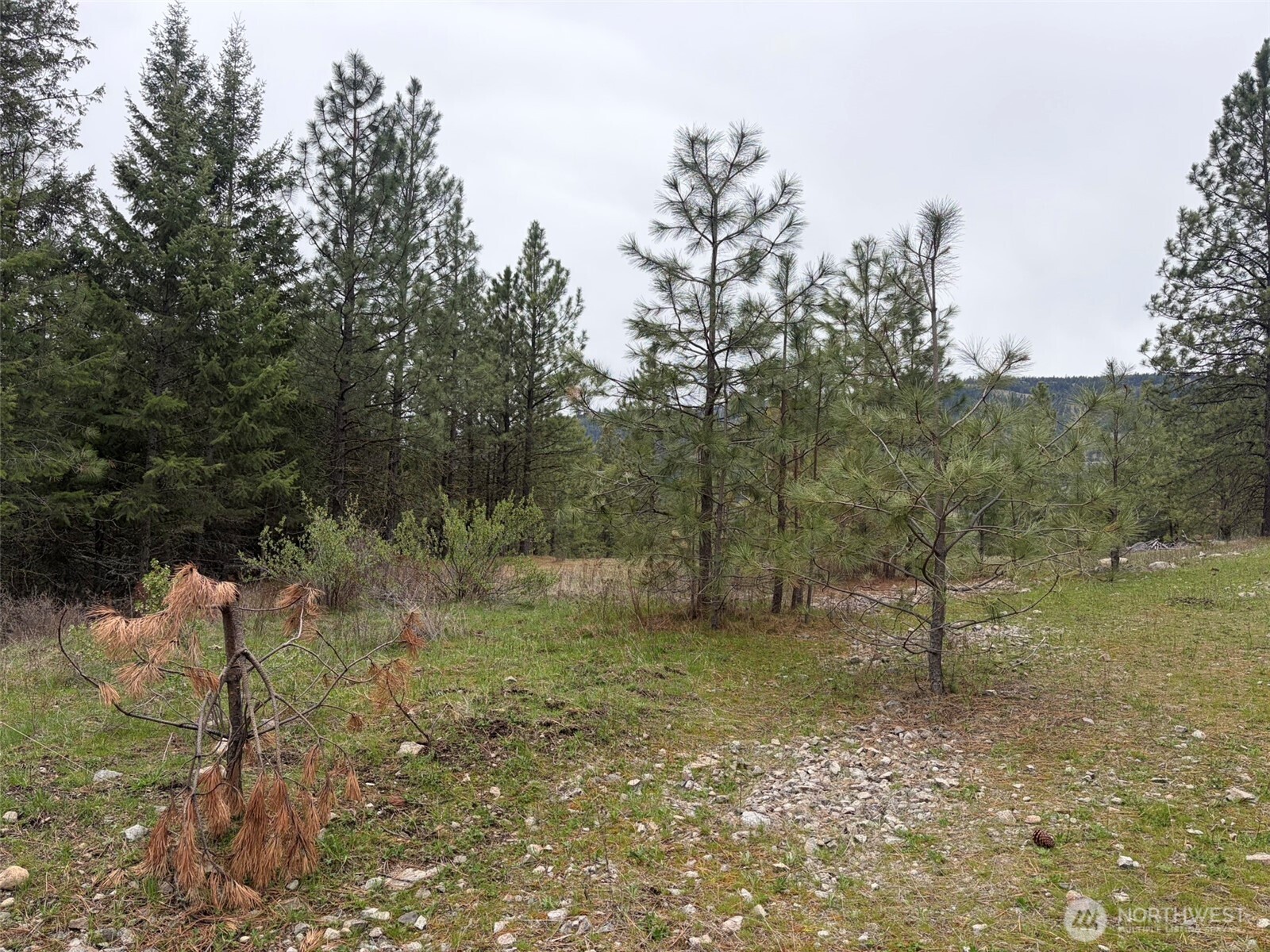111-tbd Fish Hatchery Road Republic, WA 99166 - Photo 9 of 15