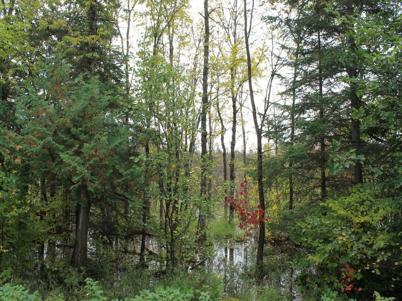 Off Nathan Pass, Unit LOT 29 Mercer, WI 54547 - Photo 4 of 15 Gallery Image 4