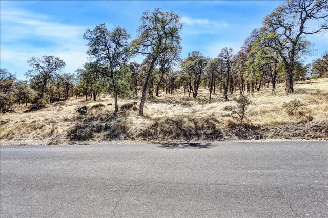 a view of dirt yard and a large tree