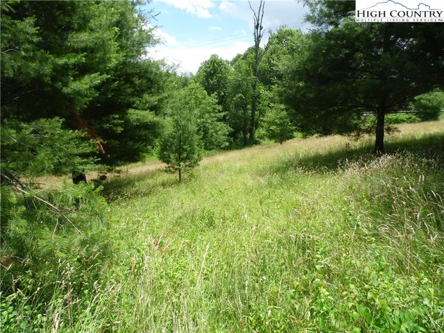 a view of a lush green forest with lawn chairs under a large tree