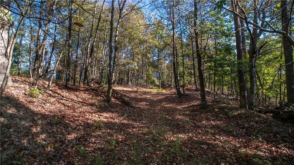 0 Country Road Dayton, PA 16222 - Photo 11 of 24 a view of a forest with trees in the background