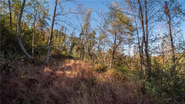 a view of a dry yard