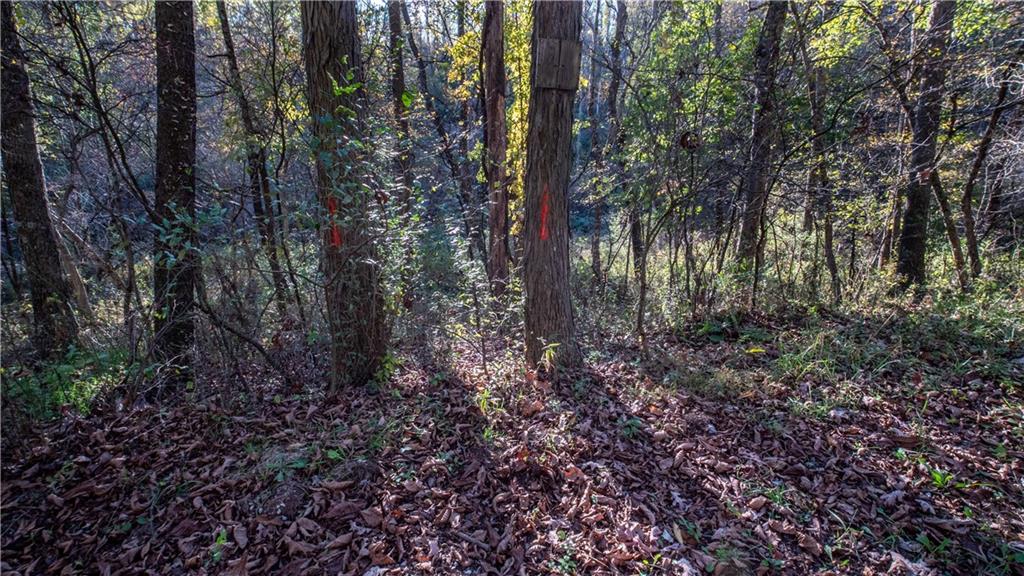 0 Country Road Dayton, PA 16222 - Photo 22 of 24 a view of forest