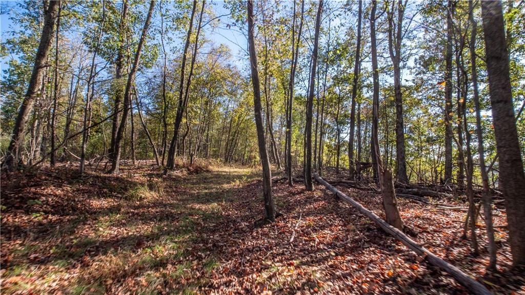 0 Country Road Dayton, PA 16222 - Photo 8 of 24 a view of a forest with trees