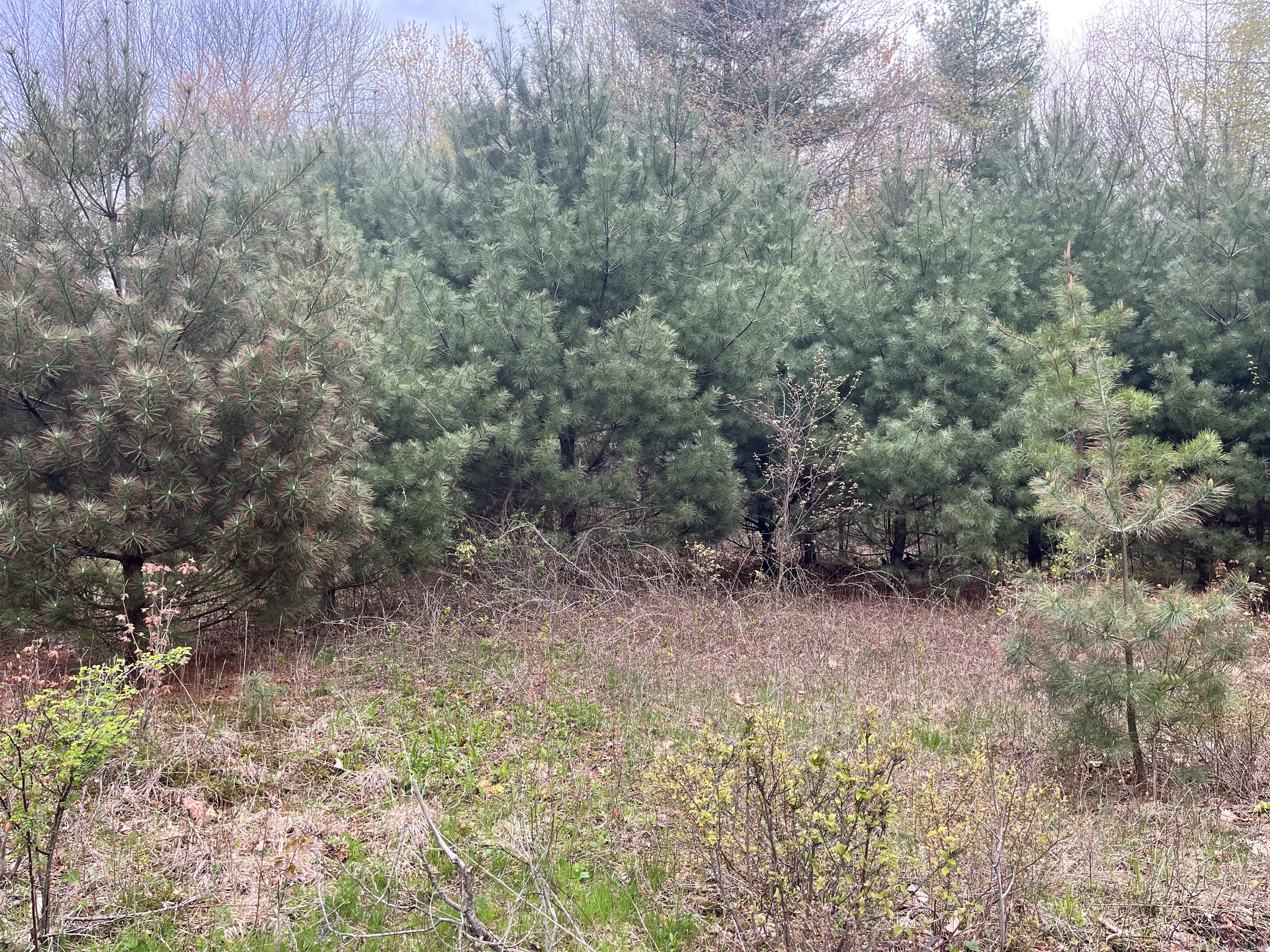 Beffa Road Stafford Springs, CT 06076 - Photo 1 of 1