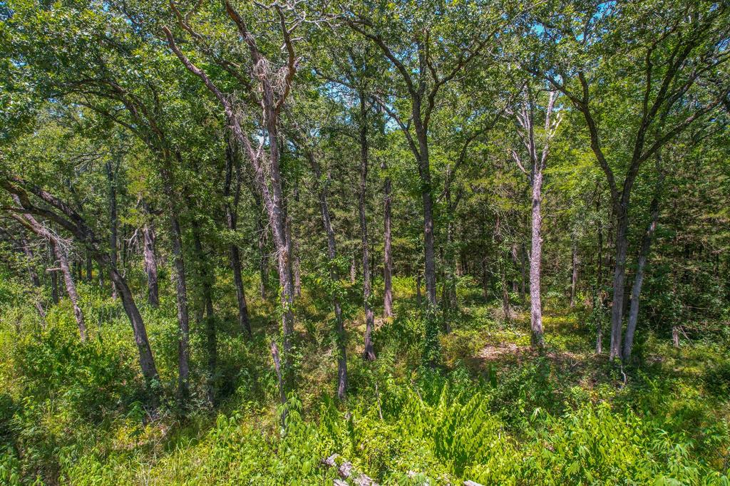 5420 Point Tx 75472 Cumby, TX 75433 - Photo 4 of 8 a view of a lush green forest
