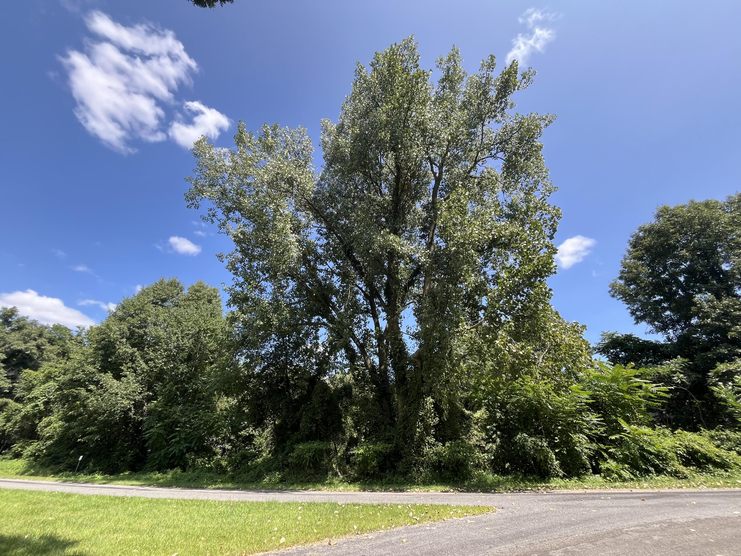 Vl West Oak Drive Decatur, MI 49045 - Photo 3 of 18 Lot 21