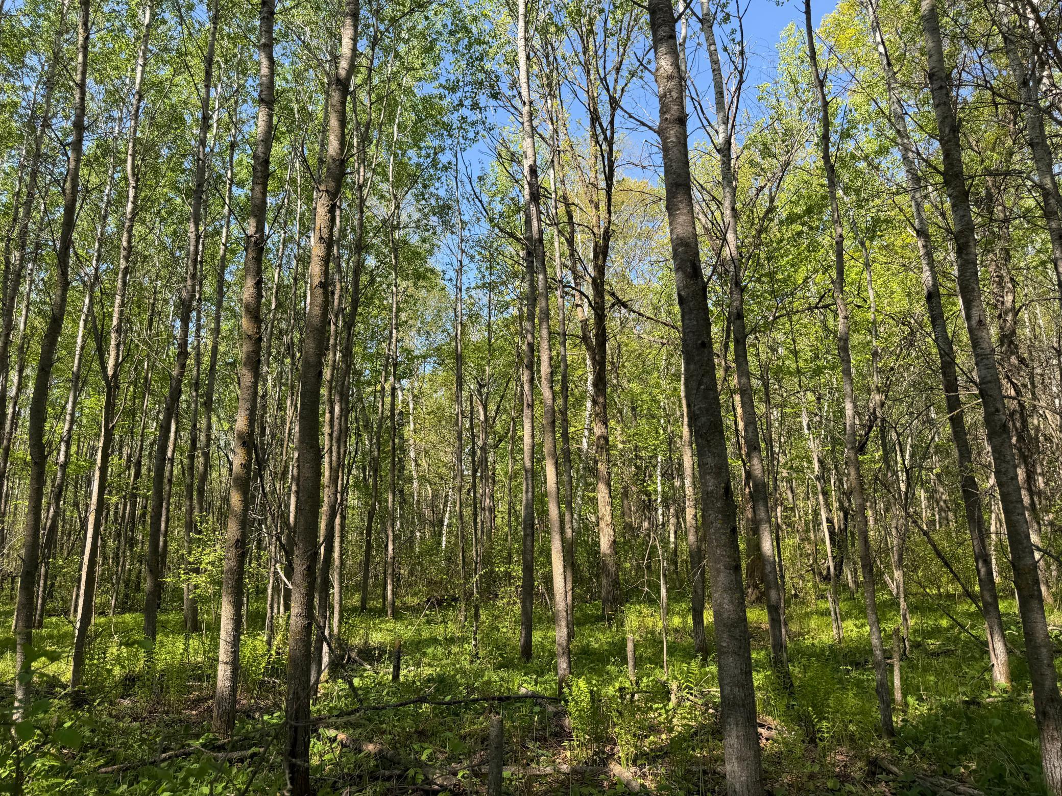 14 Sebeka Mn 56477 Sebeka, MN 56477 - Photo 47 of 79